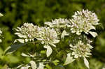Clustered mountainmint